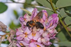Megachile sculpturalis Du 2 by Danilo Ugrnov. Used under a CC BY 4.0 license.