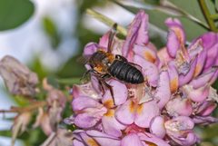 Megachile sculpturalis Du 3 by Danilo Ugrnov. Used under a CC BY 4.0 license.
