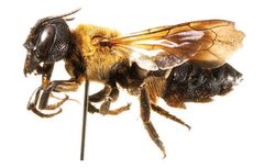 Megachile sculpturalis female by Ismael Hinojosa-Díaz. Used under a CC BY 3.0 license.