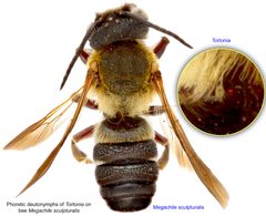 Tortonia Megachile-sculpturalis BMOC-96-0916-315 by Photo by Pavel Klimov, Bee Mite ID (idtools.org/id/mites/beemites) unless otherwise stated in description.. Used under a Public domain license.
