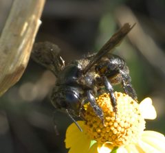 Megachile xylocopoides P1560470a by 
xpda. Used under a CC BY-SA 4.0 license.