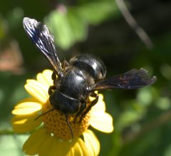Megachile xylocopoides P1560475a by 
xpda. Used under a CC BY-SA 4.0 license.