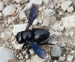 Megachile xylocopoides f by Muniche. Used under a CC BY-SA 4.0 license.