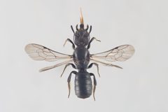 Chelostoma campanularum1 by Arnstein Staverløkk/Norsk institutt for naturforskning. Used under a CC BY 3.0 license.