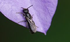 Chelostoma campanularum 107606679 by Paul Prior. Used under a CC BY 4.0 license.