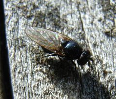 Syrphidae undet by
This image is created by user Tello Neckheim at Waarneming.nl, a source of nature observations in the Netherlands.
. Used under a CC BY-SA 3.0 license.