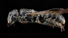 Chelostoma philadelphi by USGS Native Bee Inventory and Monitoring Laboratory. Used under a Public domain license.