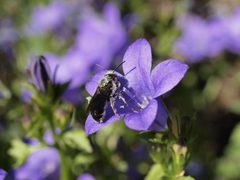 Chelostoma rapunculi male on bluebell by linsepatron. Used under a CC BY 2.0 license.