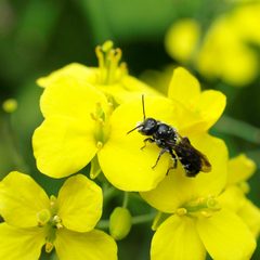 Chelostoma rapunculi on Brassica flower by linsepatron. Used under a CC BY 2.0 license.