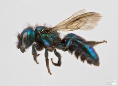 Hoplitis fulgida Female by The Packer Lab. Used under a Attribution license.