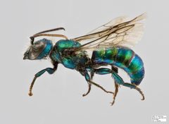 Hoplitis fulgida Male by The Packer Lab. Used under a Attribution license.