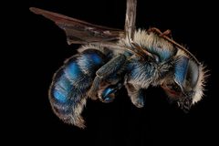 Hoplitis fulgida m1 by USGS Native Bee Inventory and Monitoring Laboratory. Used under a Public domain license.