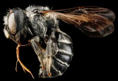 Hoplitis truncata f by USGS Native Bee Inventory and Monitoring Laboratory. Used under a Public domain license.