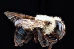 Osmia bucephala by USGS Native Bee Inventory and Monitoring Laboratory. Used under a Public domain license.