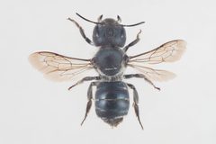 Osmia caerulescens by Arnstein Staverløkk/Norsk institutt for naturforskning. Used under a CC BY 3.0 license.