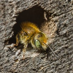Osmia cf. caerulescens-pjt by Pjt56. Used under a CC BY-SA 4.0 license.