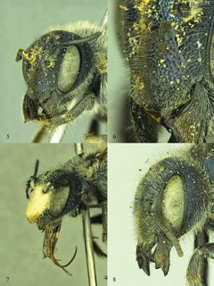 Osmia calaminthae and Osmia conjunctoides heads by Molly G. Rightmyer, Mark Deyrup, John S. Ascher, Terry Griswold. Used under a CC BY 3.0 license.