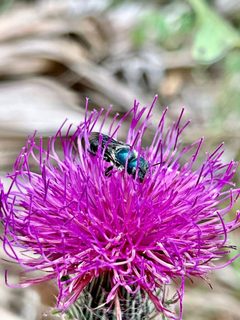 Osmia chalybea 1 by JarroNevsbaru. Used under a CC BY-SA 4.0 license.