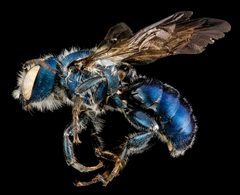 Osmia chalybea male by USGS Native Bee Inventory and Monitoring Laboratory. Used under a Public domain license.