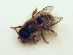 Osmia 4.19.08.w by Beatriz Moisset. Used under a CC BY-SA 3.0 license.