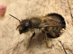 Osmia cornifrons.5.1.08.w by Beatriz Moisset. Used under a CC BY-SA 3.0 license.