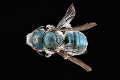 Osmia distincta by USGS Native Bee Inventory and Monitoring Laboratory. Used under a Public domain license.