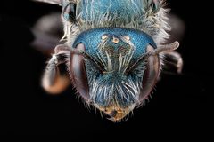 Osmia distincta front by USGS Native Bee Inventory and Monitoring Laboratory. Used under a Public domain license.