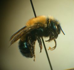 Osmia integra by Susan E. Nyoka. Used under a Public domain license.