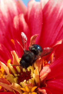 Osmia lignaria by wikipedia. Used under a Public domain license.