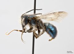 Osmia lignaria Male by The Packer Lab. Used under a Attribution license.