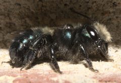 Osmia lignaria P1170470a by 
xpda. Used under a CC BY-SA 4.0 license.