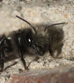 Osmia lignaria P1170471a by 
xpda. Used under a CC BY-SA 4.0 license.