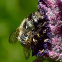 Osmia lignaria propinqua by Harley Hosford. Used under a CC BY 4.0 license.