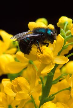 Osmia ribifloris bee by USDA Photo by Jack Dykinga. Used under a Public domain license.