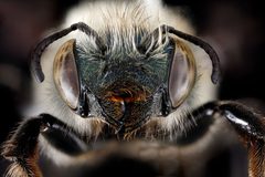 Osmia simillima by USGS Native Bee Inventory and Monitoring Laboratory. Used under a Public domain license.