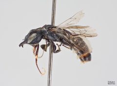 Protosmia rubifloris Female by The Packer Lab. Used under a Attribution license.