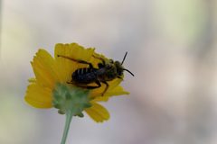 Hesperapis oraria 235881658 by Lauren McLaurin. Used under a CC BY 4.0 license.