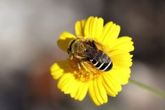 Hesperapis oraria 236042042 by Lauren McLaurin. Used under a CC BY 4.0 license.