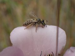 Hesperapis-regularis by George Williams. Used under a CC BY 4.0 license.