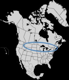 Macropis nuda distribution by Wdsieling. Used under a CC BY-SA 4.0 license.