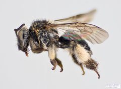 Macropis nuda f by The Packer Lab. Used under a Attribution license.
