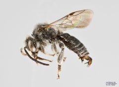 Macropis nuda m by The Packer Lab. Used under a Attribution license.