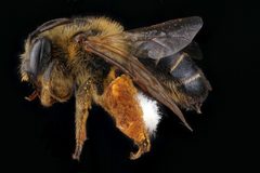 Melitta eickworti by USGS Native Bee Inventory and Monitoring Laboratory. Used under a Public domain license.