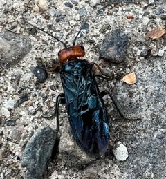 Acantholyda erythrocephala by Kline. Used under a CC0 license.