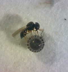 T. podisi parasiting P maculiventris egg by Eirefred. Used under a CC BY-SA 4.0 license.