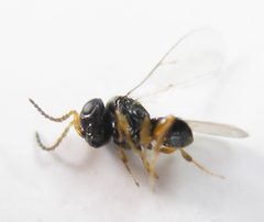 Trissolcus edessae male by Beatriz Moisset. Used under a CC BY-SA 4.0 license.