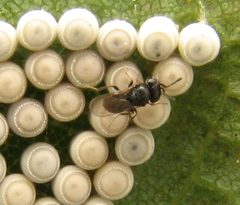 Trissolcus on Chinavia eggs by Beatriz Moisset. Used under a CC BY-SA 4.0 license.