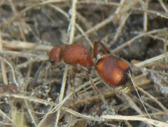 Dasymutilla asopus P1010488a by 
xpda. Used under a CC BY-SA 4.0 license.