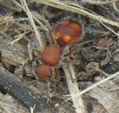 Dasymutilla asopus P1010489a by 
xpda. Used under a CC BY-SA 4.0 license.