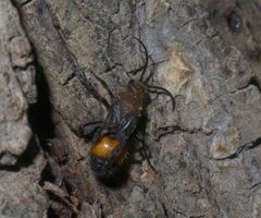 Dasymutilla asopus P1250560a by 
xpda. Used under a CC BY-SA 4.0 license.